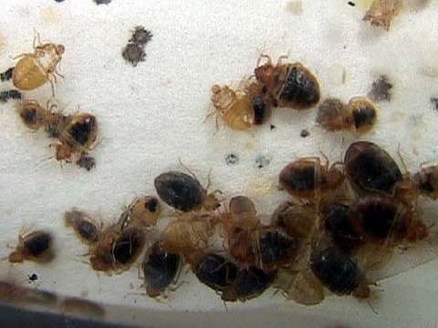 Pictures of Bed Bug Infestations: Group of bed bugs and molted exoskeletons