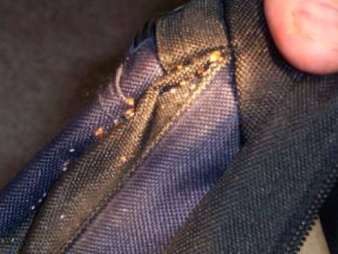 Pictures of Bed Bug Infestations: Bed Bugs in Seam of Backpack