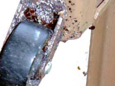Pictures of Bed Bug Infestations: Bed Bugs on Bed Frame
